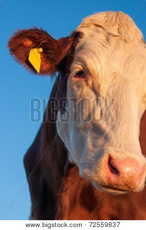 cow