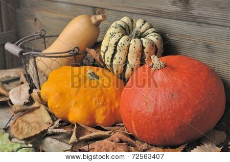 Autumnal Vegetable