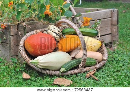 Basket Of Various Squashes