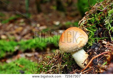 Hypholoma Mushroom