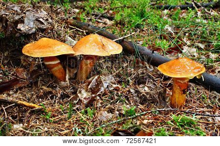 Three Mushroom Suillus Grevillei