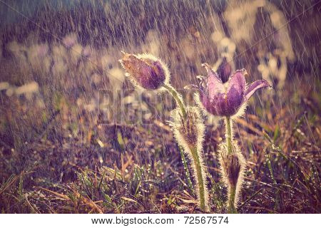Pasque Flower blooming on spring meadow at the sunset - Pulsatilla grandis.