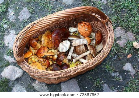 Basket Of Mushrooms