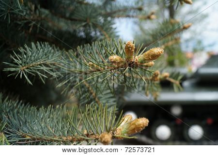 Pine cones on the background of the tank