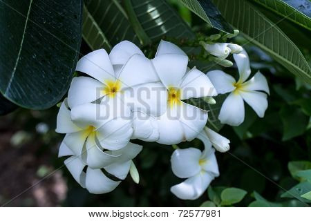 White Frangipani