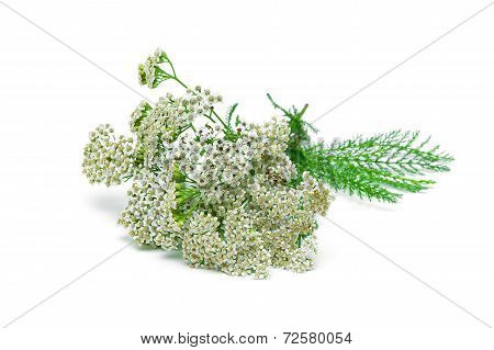Yarrow Plant Closeup On A White Background