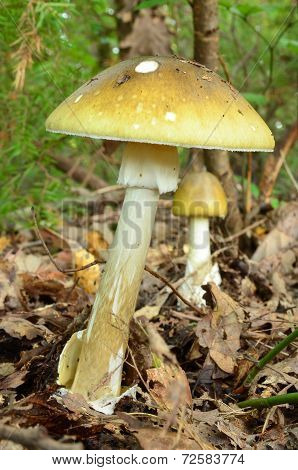 Deathcap Mushrooms