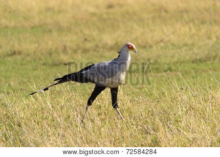 Secretary bird