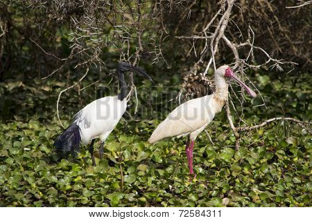 Ibis and spoonbill
