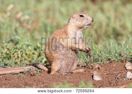 Black-tailed Prairie Dog (cynomys Ludovicianus)