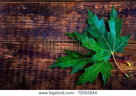 Two green maple leaves on wooden table.