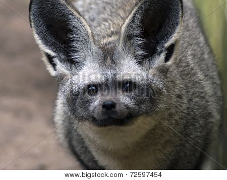 Otocyon Megalotis