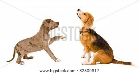 Beagle dog and puppy pit bull