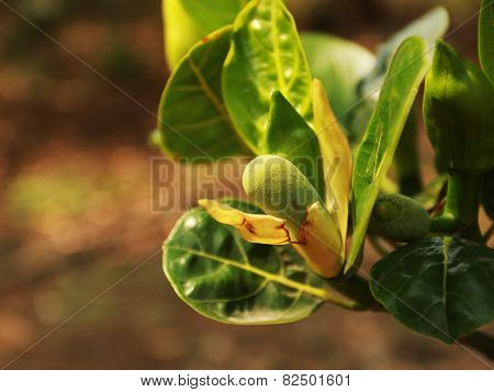 Jack fruitlet