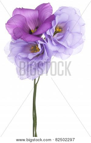 Eustoma
