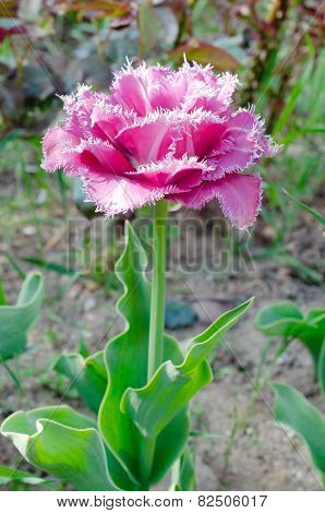 terry fringed tulip 'Matchpoint'