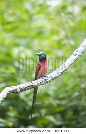 Norte Carmine bee-eater