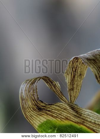 heart leaf - nature art