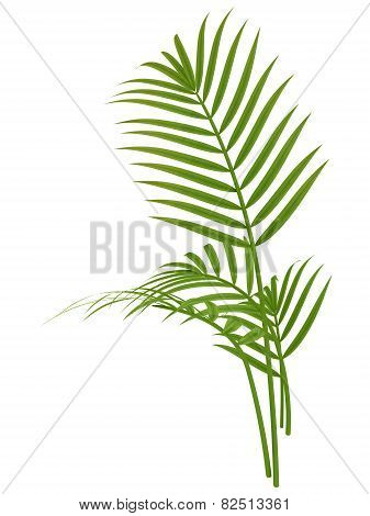 Tropical Plant
