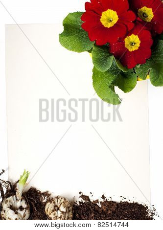 Flower Background