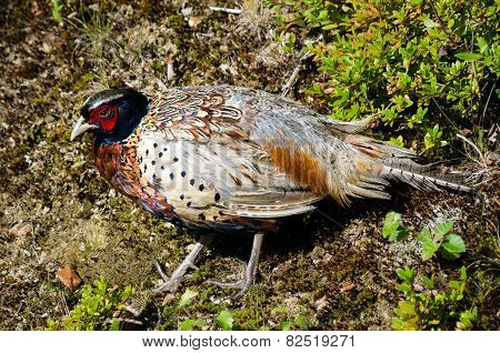Wild Pheasant
