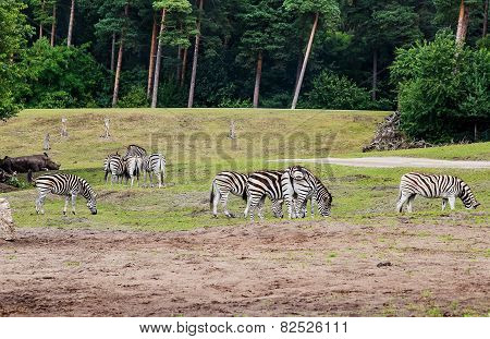 Life In The Safari Park