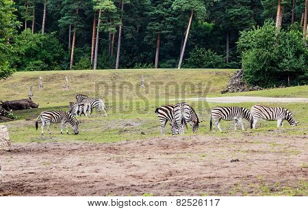 Life In The Safari Park