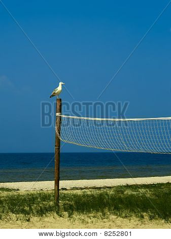 Een meeuw zit op een post volleybal