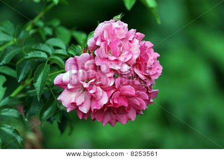 Hydrangea