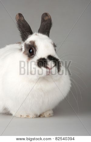 white rabbit with blask spots