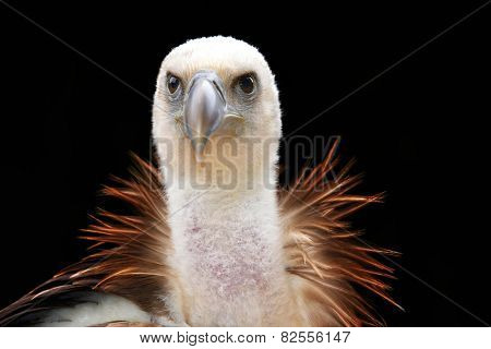 Griffon Vulture (Gyps fulvus) 