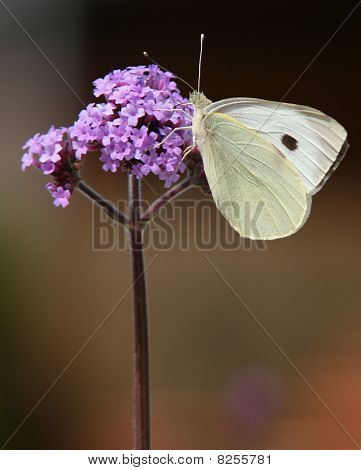 Sommerfugl