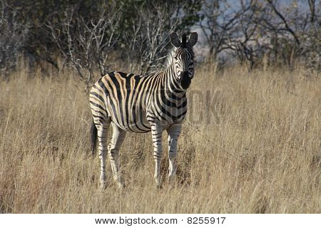 Zebra in Sud-Africa
