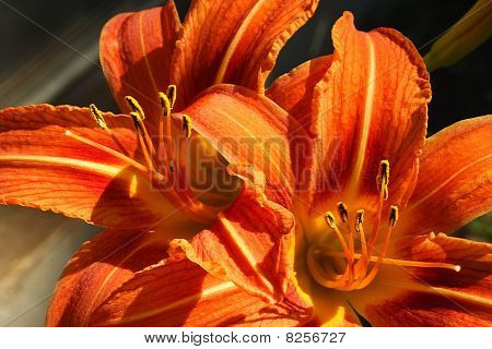 To-dages Lillies