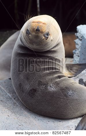 Sea Lion Resting Under The Sun, Puerto Baquerizo Moreno, Galapagos
