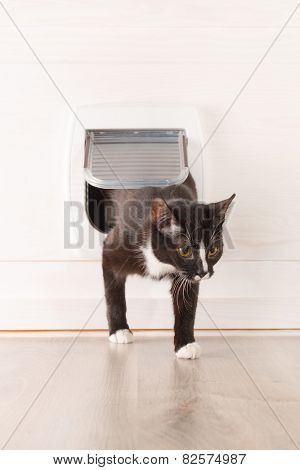 Cat passing through the cat door at home