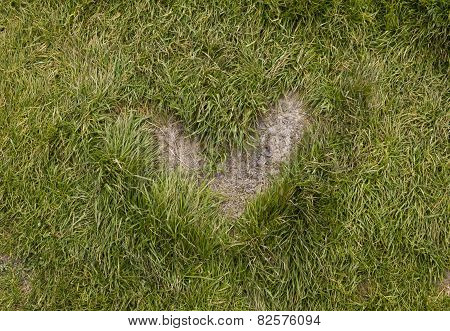 Heart Shape Grass In A Path