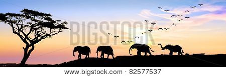 wild elephants in the field