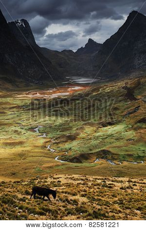 Donkey in Quebrada Caliente, Cordiliera Huayhuash, Peru, South America