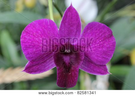 Dendrobium