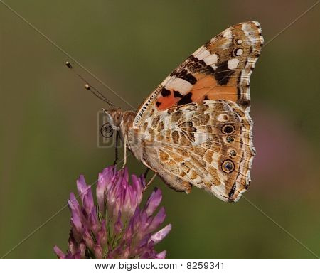 Painted Lady