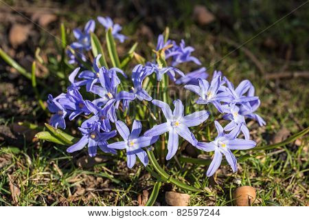 Blue Flowers In Spring