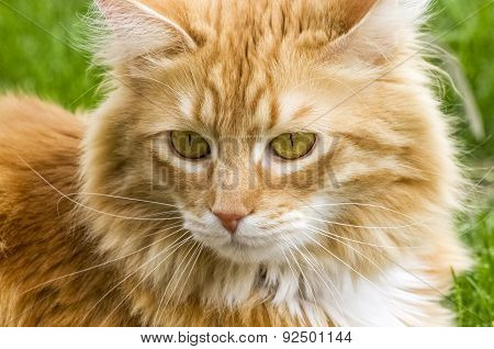 Pumpkin Tabby