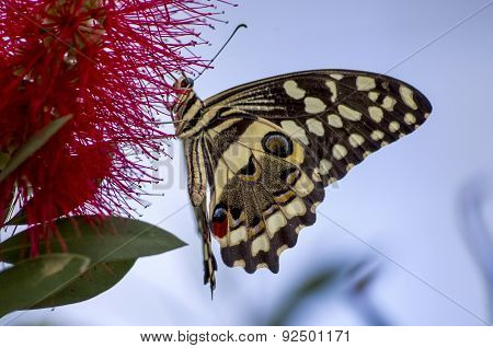 Swallowtail Landing