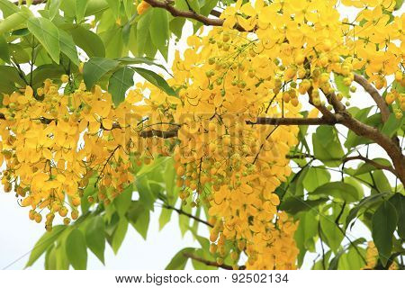 Golden Shower,Golden Rain