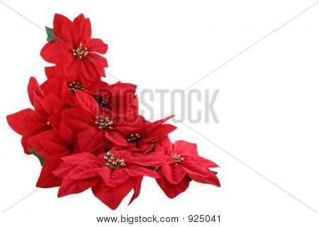 Pointsettias