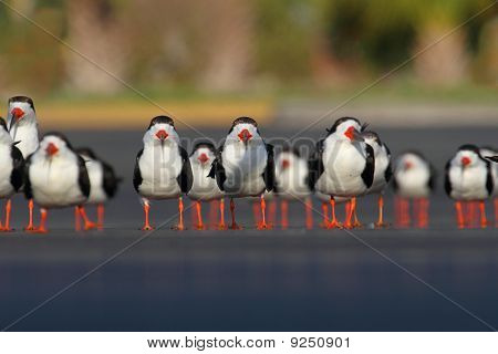 ฝูงดำ Skimmers