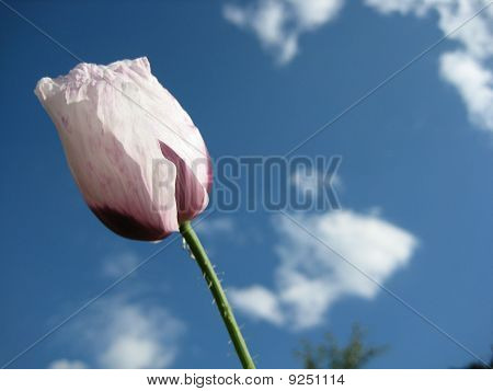 White tulip