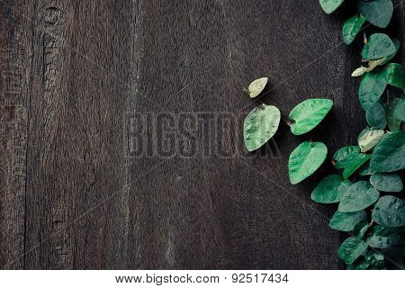 wood plank wall texture with green creeper plant