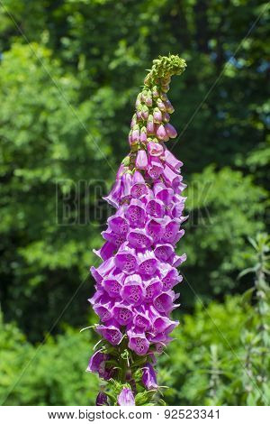 Foxglove (digitalis Purpurea)